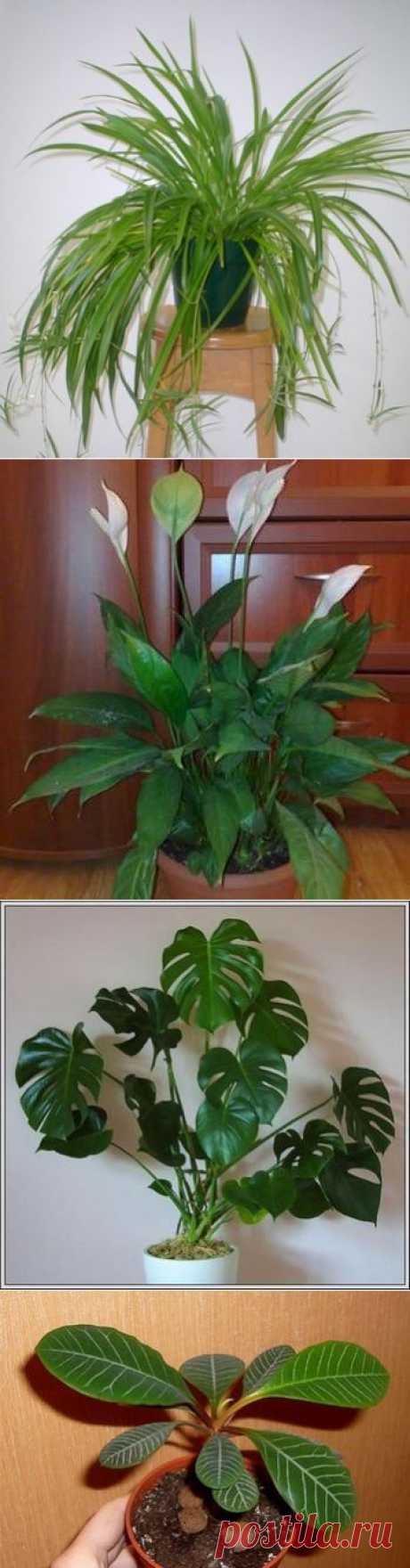 4 растения, которые обязательно должны быть в вашем доме .