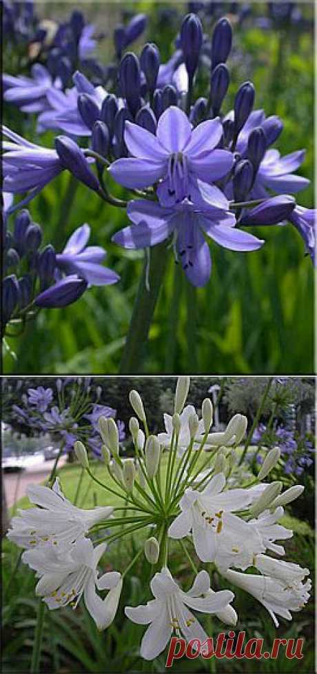 Агапантус (Agapanthus). Описание, виды и уход за агапантусом | Флористика на &quot;Добро ЕСТЬ!&quot;