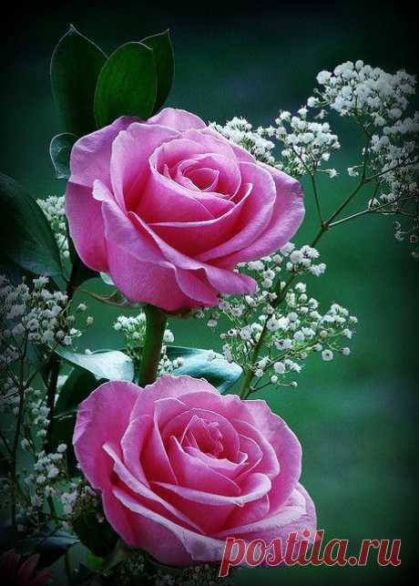 Gorgeous Pink Roses | Flowers