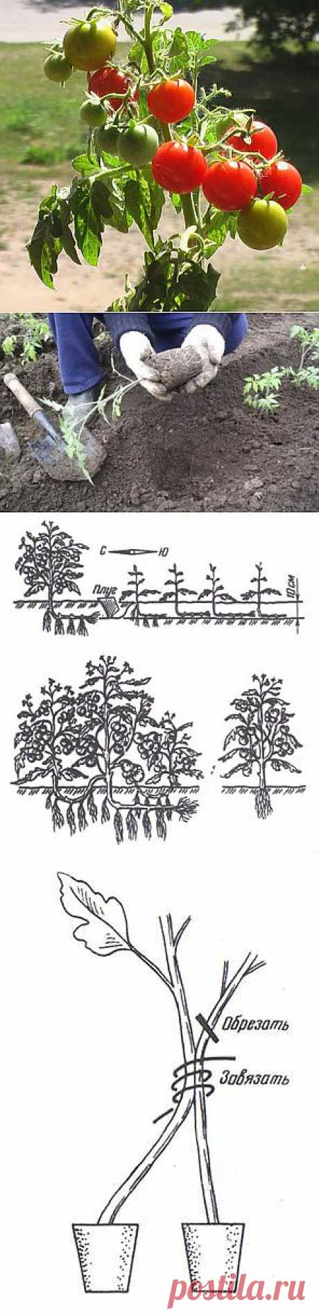 Тайны выращивания помидор.