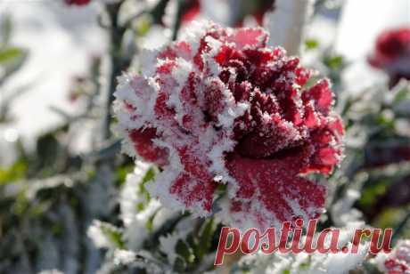 Плейкаст «Цветы под снегом»