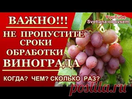 ОБРАБОТКА ВИНОГРАДА С РАННЕЙ ВЕСНЫ  ДО СБОРА УРОЖАЯ...ОТ ОИДИУМА, МИЛДЬЮ , АНТРАКНОЗА,КЛЕЩЕЙ