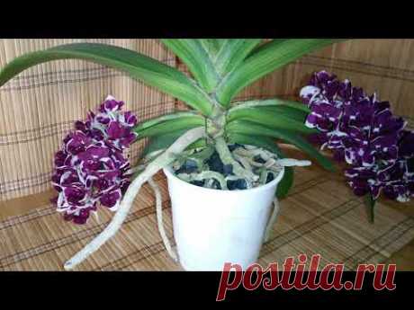 Ещё одно цветение орхидеи Ринхастилис Rhynchostylis gigantea