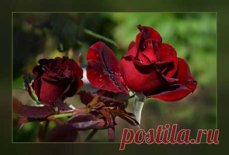 Письмо «сообщение svetikya : Розы нежный аромат (07:37 20-11-2014) [4266783/343973858]» — svetikya — Яндекс.Почта
