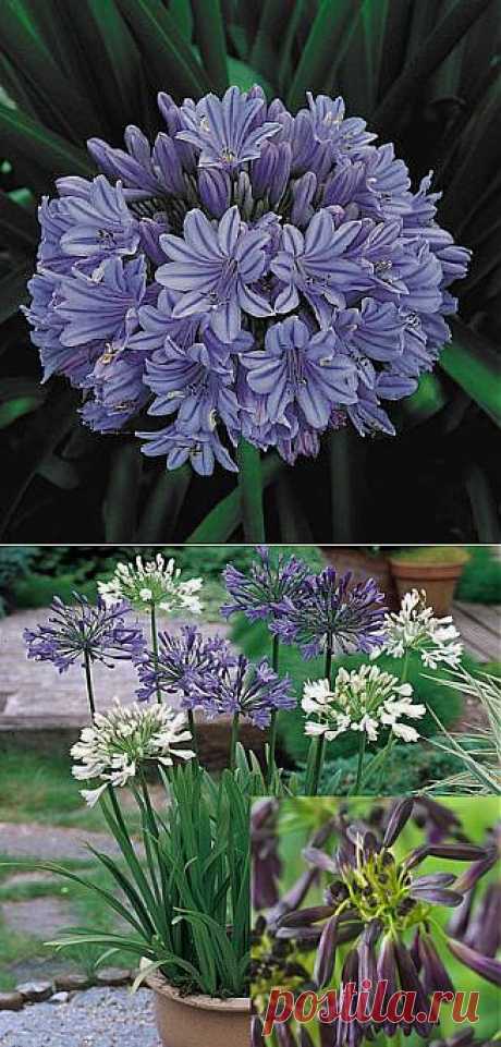 АГАПАНТУС (AGAPANTHUS)