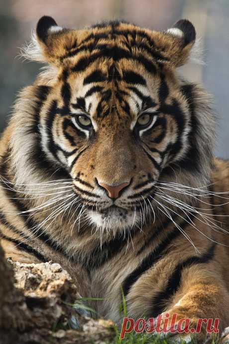 leprinceeric:
“ beautiful-wildlife: Sumatran Tiger by Jay-Co
”