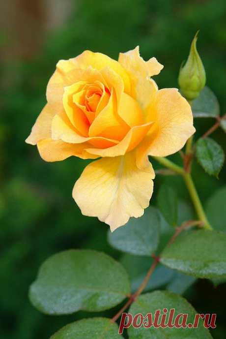 One perfect yellow rose...beautiful in its imperfections...  от пользователя spgenoway на Flickr  | Gisele Scalabrin da Silva приколол(а) это к доске Rosas