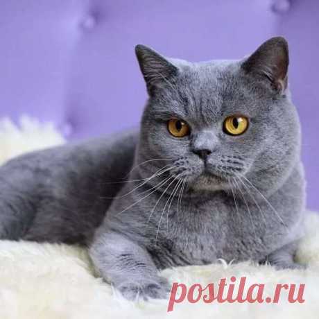 Прикольные фотографии котиков. Кити кити юмор. Подборка №milayaya-cat-41190920052020 . Милая Я