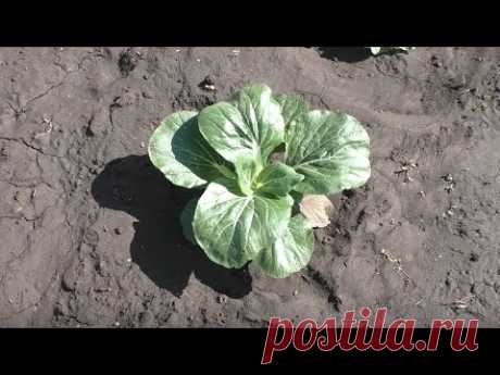 Опыт выращивания капусты ПАК ЧОЙ