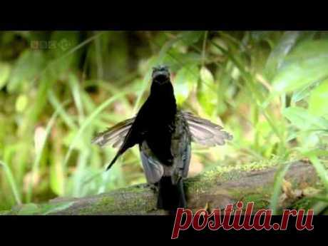 Райские птицы. Фильм BBC
