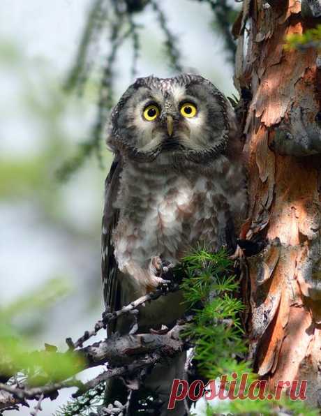 Мохноногий сыч, Якутия. Автор фото — dersu: nat-geo.ru/photo/user/1238/