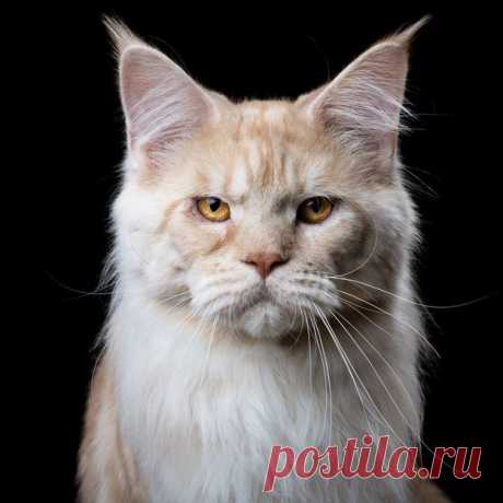 Maine Coon