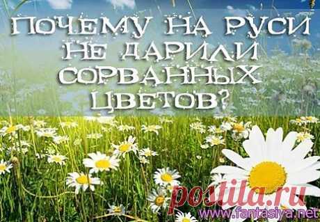 Почему на Руси не дарили сорванных цветов? | Познавательный сайт ,,1000 мелочей&quot;