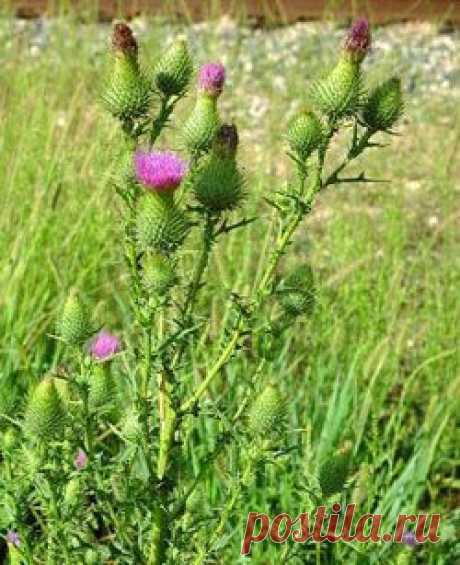 БОДЯК ПОЛЕВОЙ [Cirsium arvense (L) Scop.] - Б - Каталог лекарственных растений - Лекарственные травы и растения