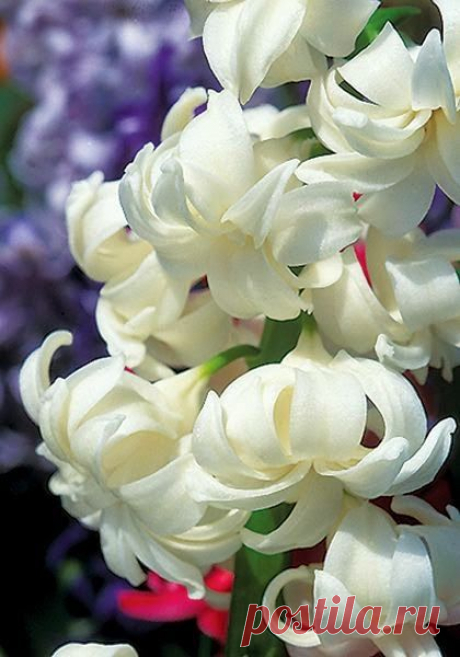 White Hyacinth