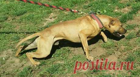 pitbull perro sale - Поиск в Google