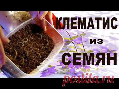 КЛЕМАТИС ИЗ СЕМЯН – ВЫРАЩИВАНИЕ КЛЕМАТИСА ИЗ СЕМЯН  от Nina Petrusha channel Clematis TV