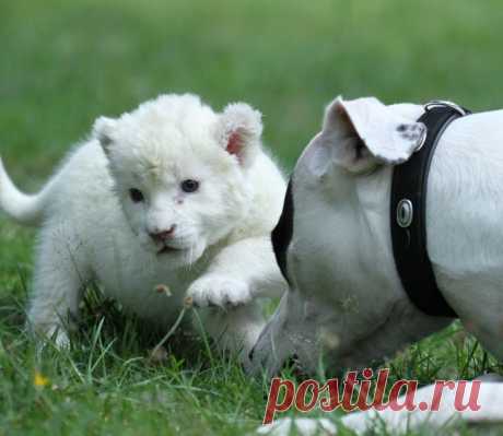 Собака усыновила белого льва - Путешествуем вместе