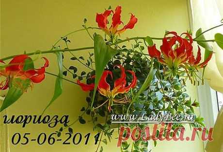 Глориоза (Gloriosa)