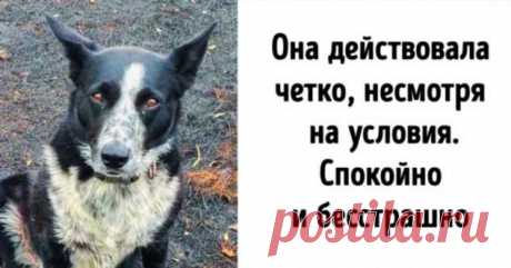 Собака показала пример небывалой отваги, защитив 900 овец во время австралийских пожаров . Милая Я