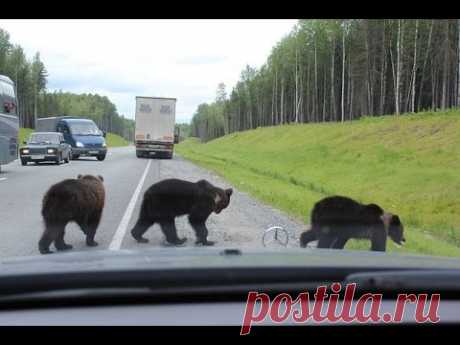 Медведи на дорогах России.  Ой, ма-моч-ки! Медведи глазами водителей