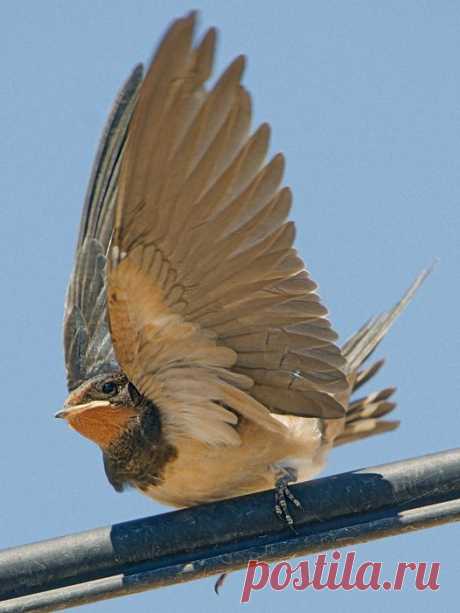 Andorinha das chaminés (Hirundo rustica) na Bonita - Setúbal, em 03-08-2011.