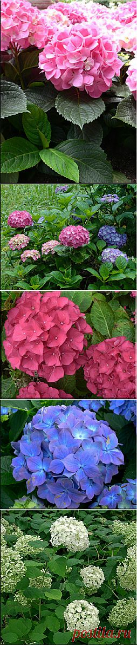 Гортензия (Гидрангея), (Hydrangea). Описание, виды и уход за гортензией | Флористика на &quot;Добро ЕСТЬ!&quot;