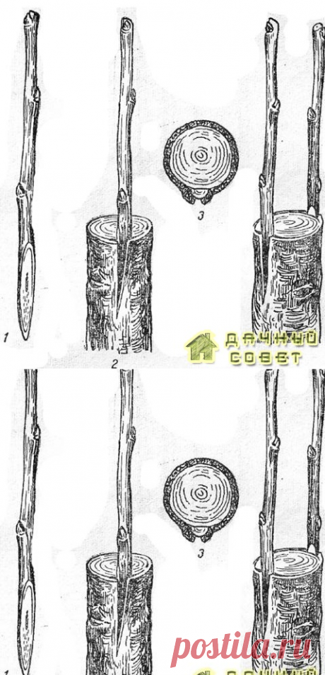 Прививка черенком за кору – Дачный совет