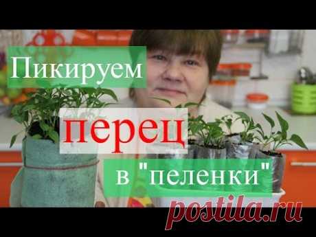 Пикируем перец в &quot;пеленки&quot;. Золотые правила рассады.(25.03.16) - YouTube