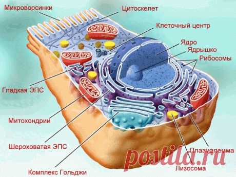 Почему мы не можем создать живую клетку?