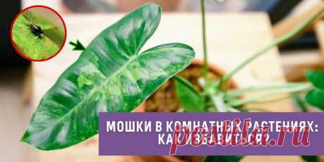 Почему в комнатных цветах заводятся мошки: какие ошибки нельзя допускать