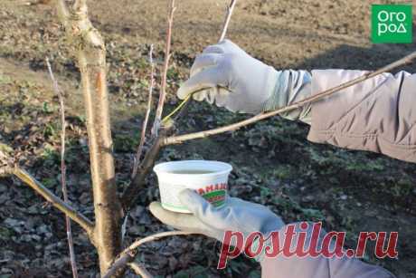 Как правильно обрезать яблоню и грушу весной (советы для начинающих) | В саду (Огород.ru)
