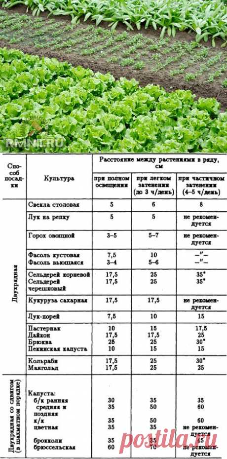 Сажаем овощи правильно. Таблица расстояний между растениями | Наш дом