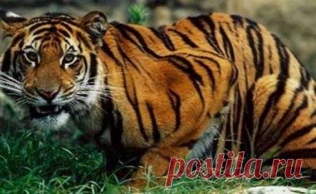 Бенгальский тигр фото