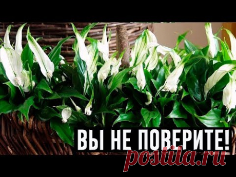 Цветок Женское счастье: кому он приносит благополучие!