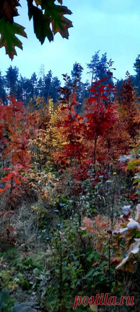 ...Чарівна осінь,ніби казка і дивовижні кольори !