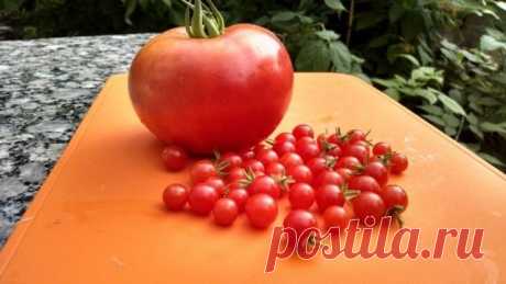 Таблицы характеристик сортов томатов. Сорта томатов по способу выращивания, по типу роста, срокам созревания - Ботаничка.ru
