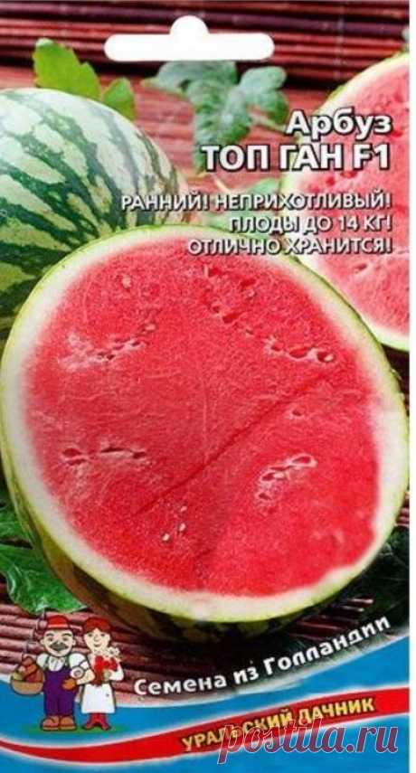 Урожай сладких дынь и арбузов: выращиваю не первый год, делюсь опытом