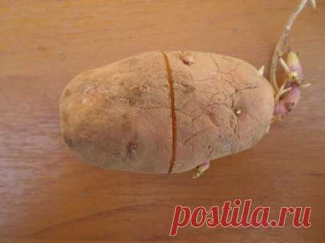 Поперечный надрез на семенном картофеле увеличит урожайность куста на 30-50 процентов | Дачные записки | Яндекс Дзен
