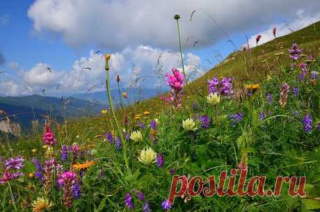 Цветущие альпийские луга Перефразируя строку из известной песни, лучше гор могут быть только горные луга: пестрые, бархатные и упоительно ароматные.