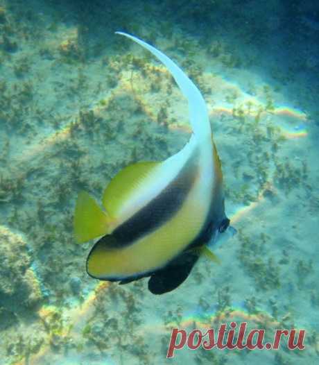 Кабуба красноморская, Heniochus intermedius, Red Sea bannerfish  
 
     Принадлежит к семейству щетинозубых, это большое семейство ярко окрашенных рыб, включающее около 120 видов. Длина до 20 см, активная днем стайная рыба, питается зоопланктоном. Временами плавают парами, тогда они очень территориальны. Центром территории бывает столовый коралл, обе рыбы движутся к границам своей территории, и угрожают соседям того же вида, но пропускают других рыб–бабочек.