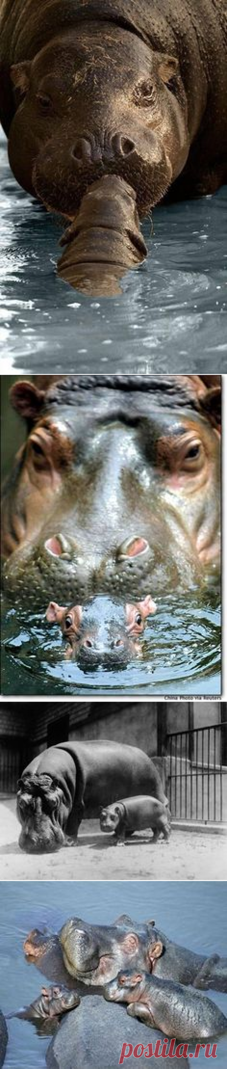 Пин от пользователя Emile Miglia на доске Bestiaire | Ребенок, Поцелуй и Baby Hippo