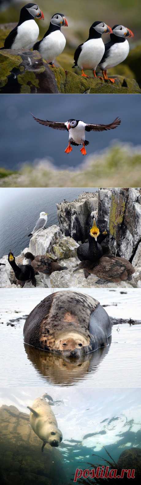 Тупики, тюлени с островов Фарн | В мире интересного