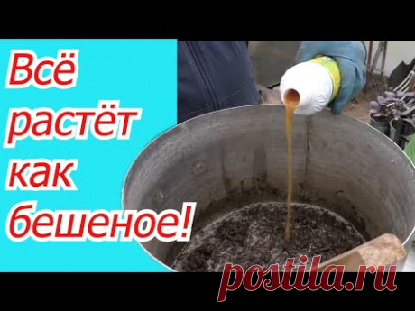 Готовим эффективную органическую подкормку от которой ВСЁ растёт!