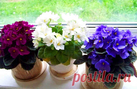 3 простых трюка для здоровья и красоты комнатных растений. Они оживут и зацветут!
