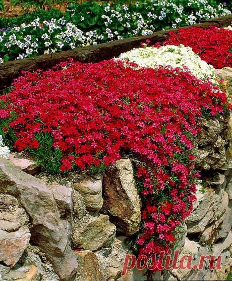 Moss Phlox