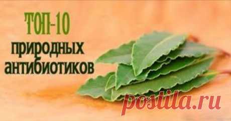 10 ПРИРОДНЫХ АНТИБИОТИКОВ

1. Чабрец

Ему присуще противовоспалительное, обезболивающее, отхаркивающее, бронхорасширяющее, спазмолитическое, слабое снотворное, противоглистное и многие другие свойства.

Помогает при гриппе, простуде, кашле и бронхите, тонзиллите и всех видах респираторных заболеваний, болезнях десен, воспалении почек и мочевого пузыря, при невралгии и различных неврозах. Женщинам полезно пить чай с чабрецом и делать из него ванночки при циститах и болезнях...