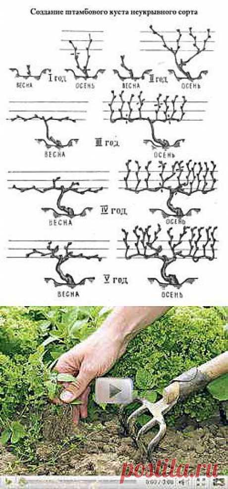 Весенняя обрезка винограда | Дача - впрок