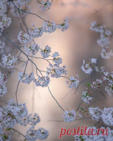 Красивые цветы на снимках Мияко Кумуры