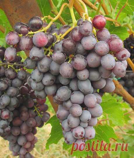 Правильно выбрав сорт и способ посадки винограда, вы будете обречены на успех!